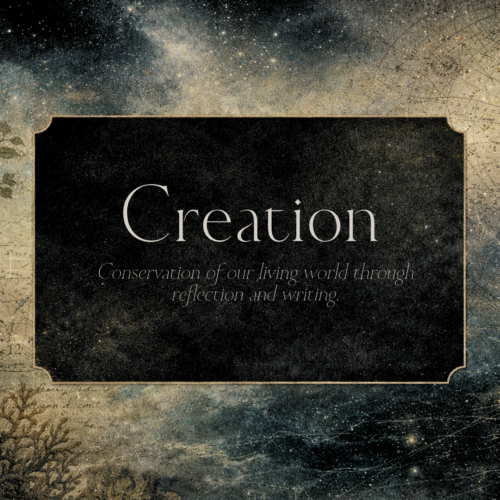 Creation Collection